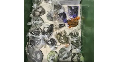 California Man Sentenced for International Reptile Trafficking
