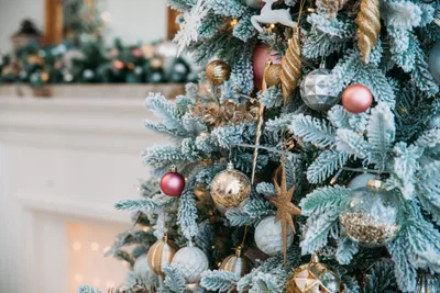 The story of the Christmas tree