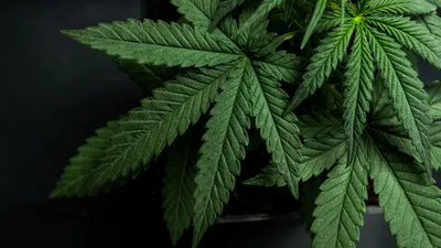 Not Your Grandpa's Weed: Today's Super-Strong Marijuana Causing Mental Health Problems, Addictions