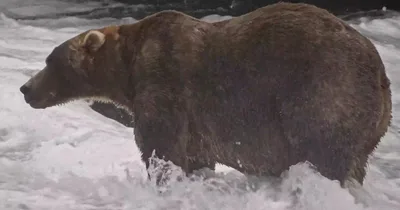 Brown bear “89 Backpack” crowned Fat Bear Week winner