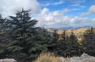 The Witness of the Cedars