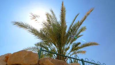 Date Palm Sprouted from Ancient Seed Gives Fruit Like That of Bible Times