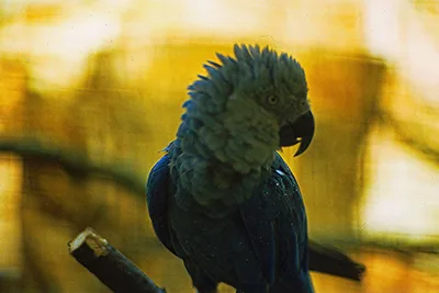 The Blue Macaw Parrot Made Famous in ‘Rio’ Is Officially Extinct In the Wild