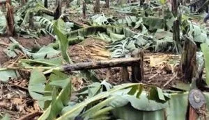 Newly Christian Families Driven from Homes in Uganda - Morningstar News