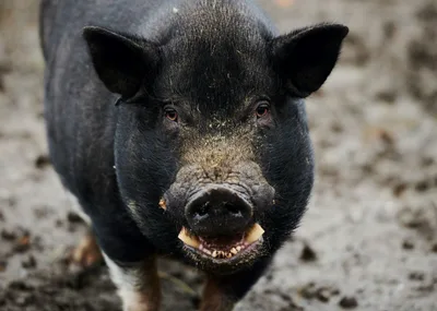 Caution — swine crossing (and they're people)