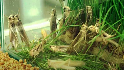 'Biblical Protein': With Food Scarcities Common, This Company Wants to Help You Become Like John the Baptist