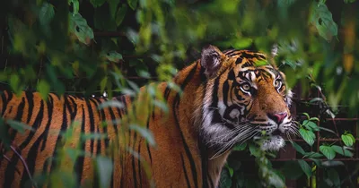Danish Zoo Asks for Pet Donations to Feed Predators