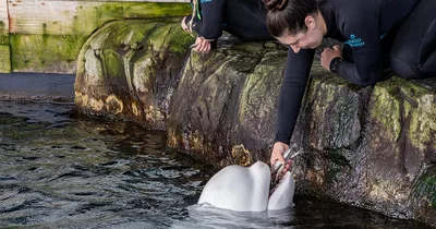 Beluga whale dies in Chicago shortly after transit from Canada