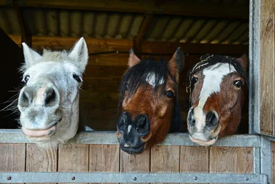 The FDA Is Basically Begging People to Stop Taking Horse Deworming Pills to Prevent COVID-19