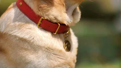 Connecticut Minister Facing Animal Cruelty Charges, Put on Administrative Leave