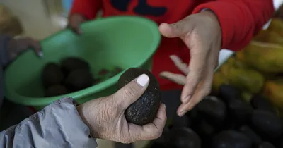 U.S. inspector threatened; avocado imports halted