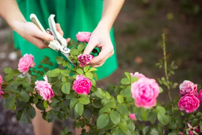 Pruning: the painful but necessary work God does in our lives