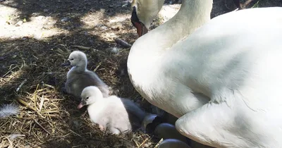 New York Teenagers Charged with Stealing and Eating Swan
