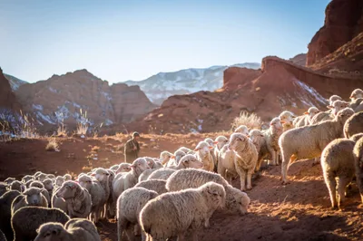 A Legacy for Shepherds