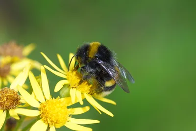 Report: The American Bumblebee Has Disappeared Entirely From Eight States - RELEVANT