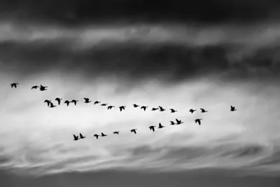 Nature's lesson on God’s divine protection