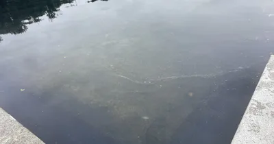 Green Tint Continues to Plague D.C. Reflecting Pool after Six Suspects Arrested
