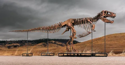 T. Rex Fossil “Gus” Fetches Record-Breaking Price at Auction