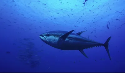This Month, 27 Species Were Taken Off the Endangered List — Because They’re Extinct