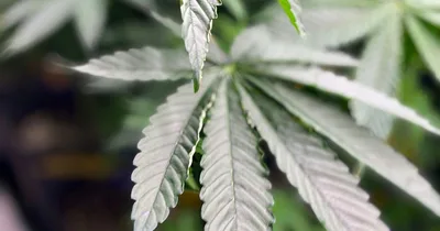 Study finds few benefits from medical marijuana