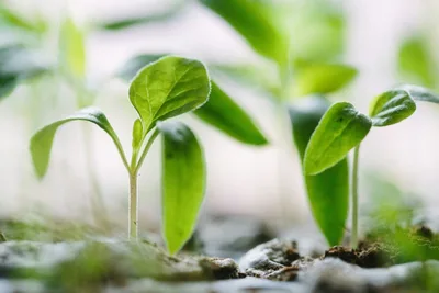 6 Spiritual Ingredients That Foster Christian Growth