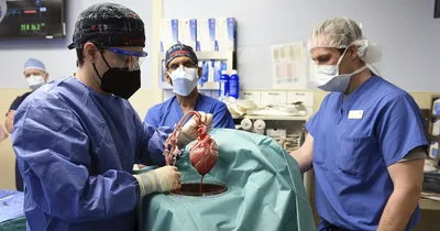 U.S. surgeons transplant pig heart to human patient