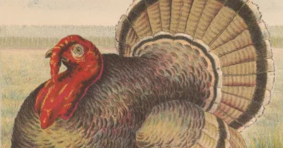 Talking Turkey