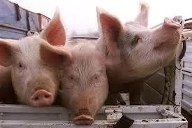 Christians, there is everything wrong with eating meat