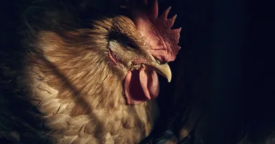 HHS Pulls Funding for Bird Flu Vaccine