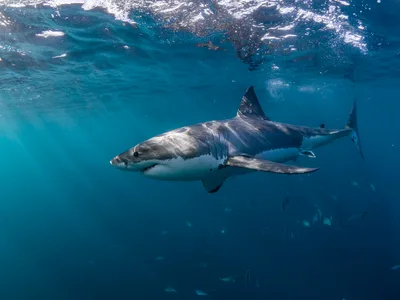 Beloved youth pastor killed in shark attack