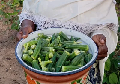 Innovative program counters physical and spiritual poverty in West Africa: improving nutrition and generating income for evangelism