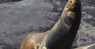 Sea lions reclaim their beach… or not