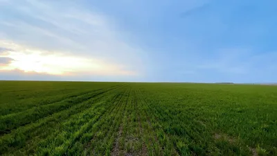 War in Ukraine Sparks Fears of Global Wheat Shortage