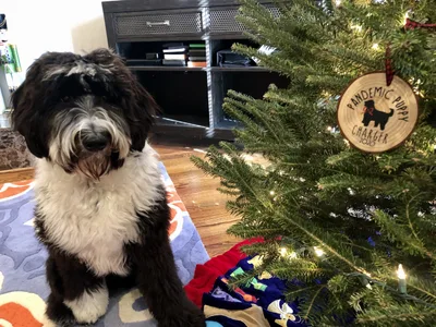 Pandemic Puppies and Houseplant Havens: Spiritual Formation Through Creation Care