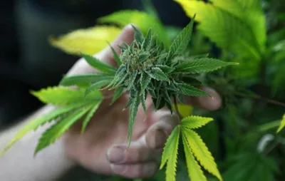 Can Christians use marijuana? Prof. breaks down the ins and outs of weed, addiction and the biblical response