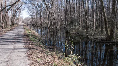 'Living in Swamp Better Than Being Enslaved': How Runaway Slaves Found Freedom in the Great Dismal Swamp