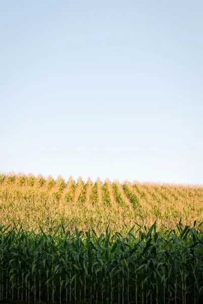 Let's Get Some Facts Straight on Ethanol