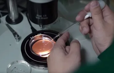 First gene-edited babies 'a bridge too far' | Baptist Press