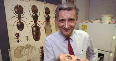 Sociobiologist E.O. Wilson dies