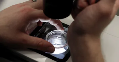 Pro-Life Leaders Call for Veto to IVF Legislation
