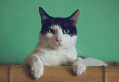 'I Am Her Universe': Woman Marries Her Five-Year-Old Cat