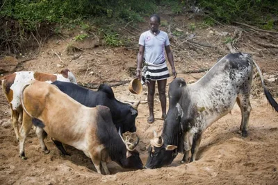 International Response to East Africa Hunger Crisis is 'hugely inadequate''