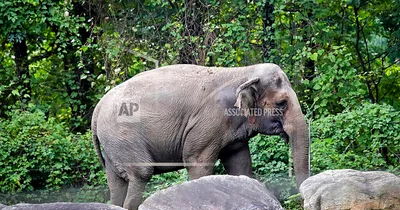 Court: Happy the elephant isn’t a person